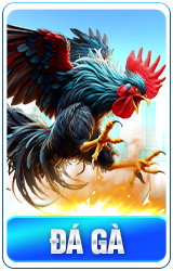 Đá gà 1 1